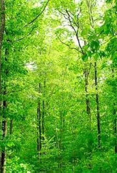 The Woods